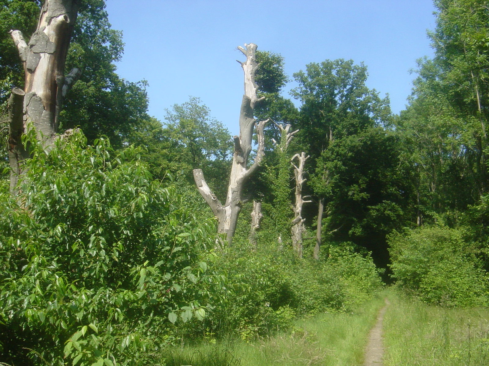 Oud bos op Landgoed Elshof